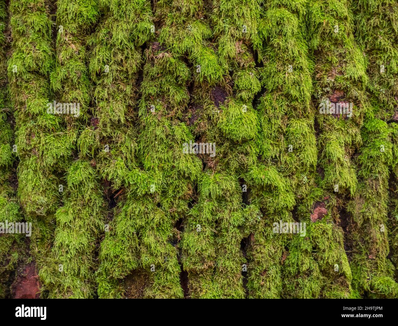 Cypress-leaved plait-moss, Hypnum moss (Hypnum cupressiforme), on bark, Germany Stock Photo