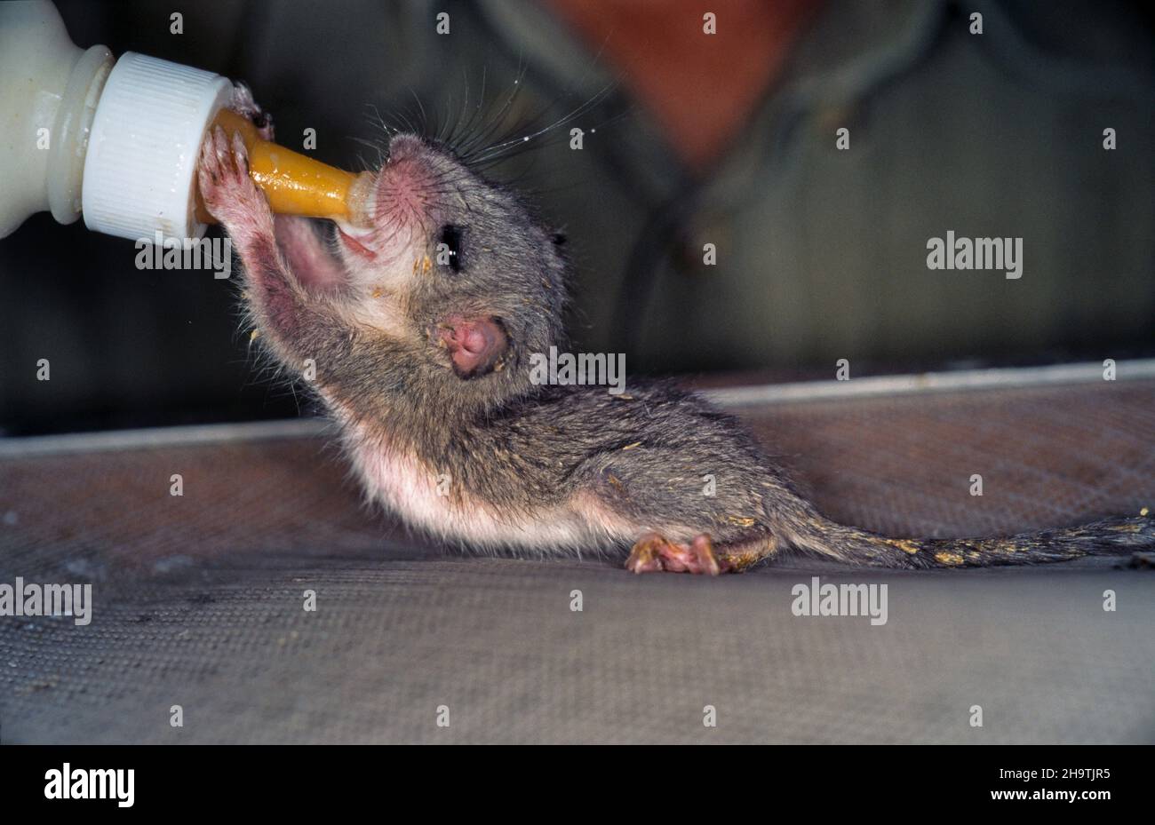 edible dormouse, edible commoner dormouse, fat dormouse, squirrel-tailed dormouse (Glis glis), pup is fed with a bottle, Germany Stock Photo