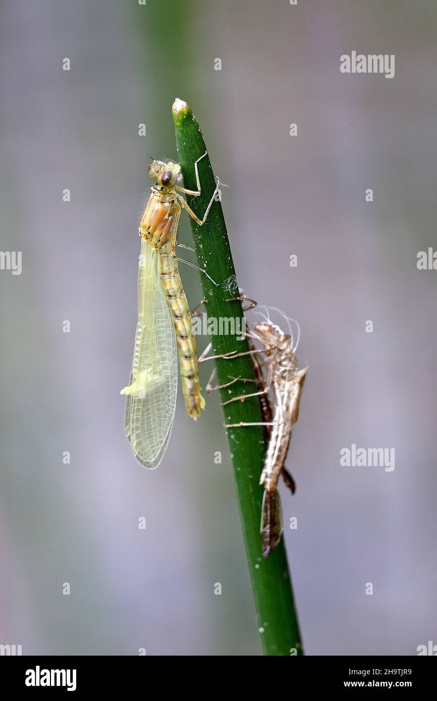blue damselfly (Coenagrion spec), just hatched blue damselfly with exuvia on a rush, Netherlands, Frisia Stock Photo