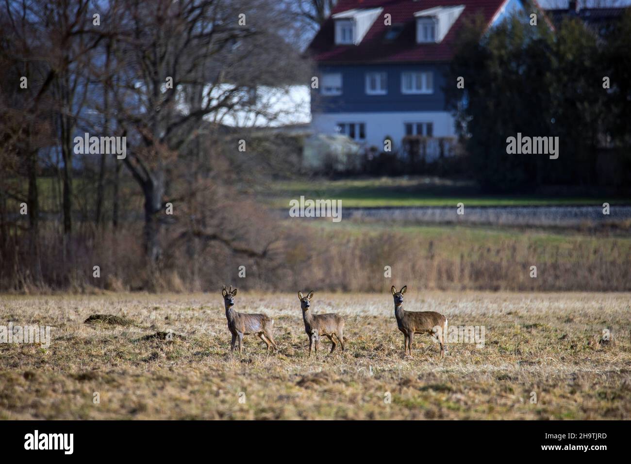 roe deer (Capreolus capreolus), Buck and two females in a meadow in winter with houses in the background, Germany Stock Photo