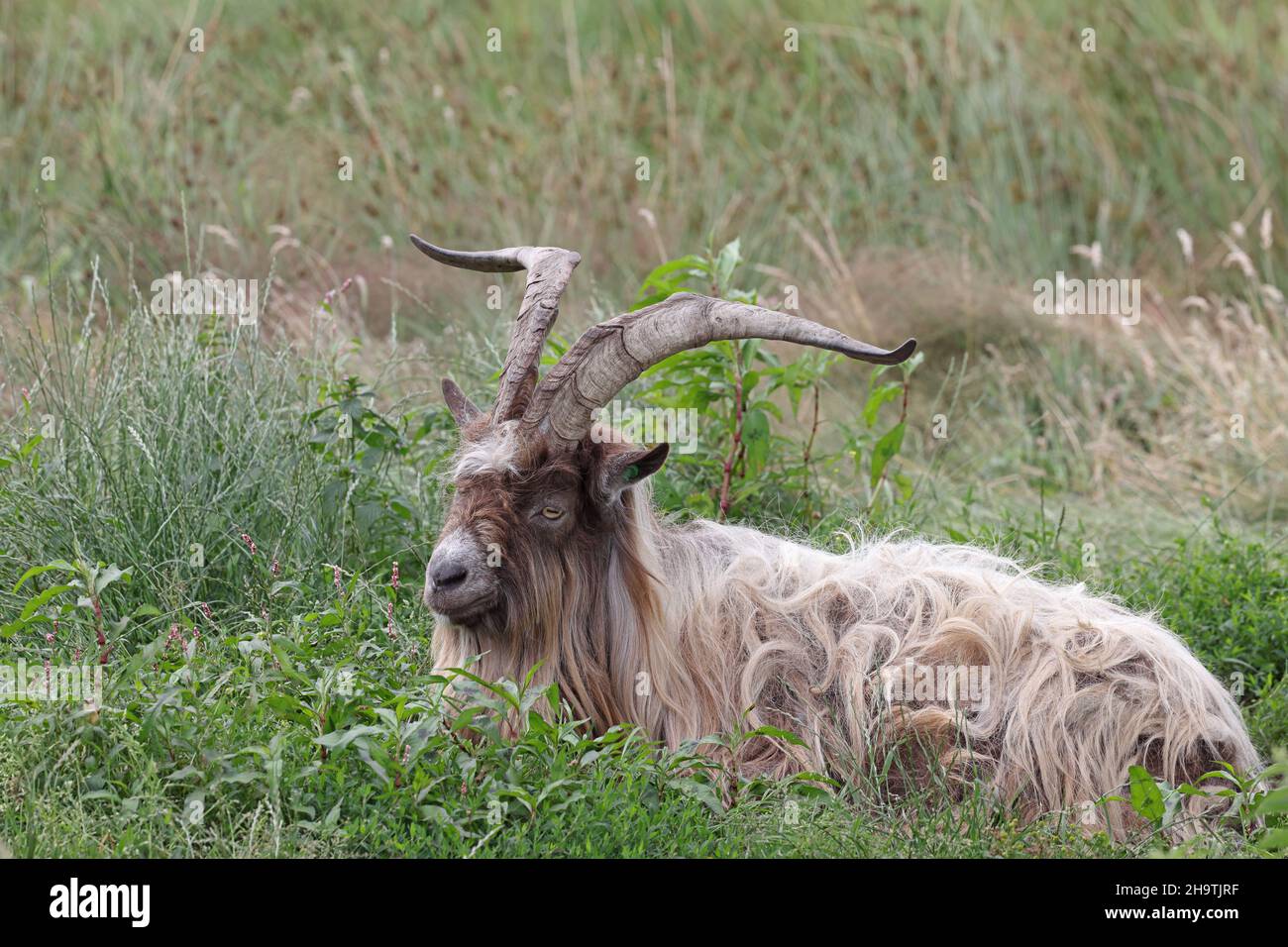 Dutch Landrace goat, Nederlandse landgeit (Capra hircus, Capra aegagrus f. hircus), old billy goat lying in a fallow land , Netherlands, Frisia, Alde Stock Photo