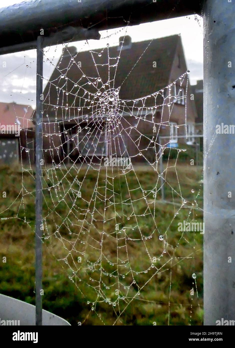 cobweb in autumn with dew drops, Germany, Lower Saxony Stock Photo