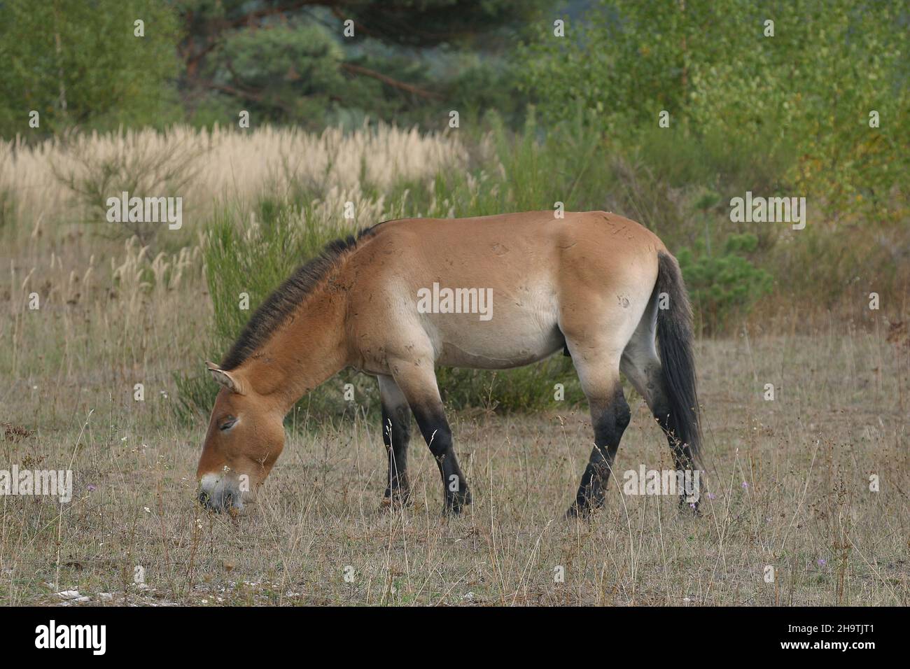 Przewalski's horse (Equus przewalski), grazing stallion, side view, Germany Stock Photo
