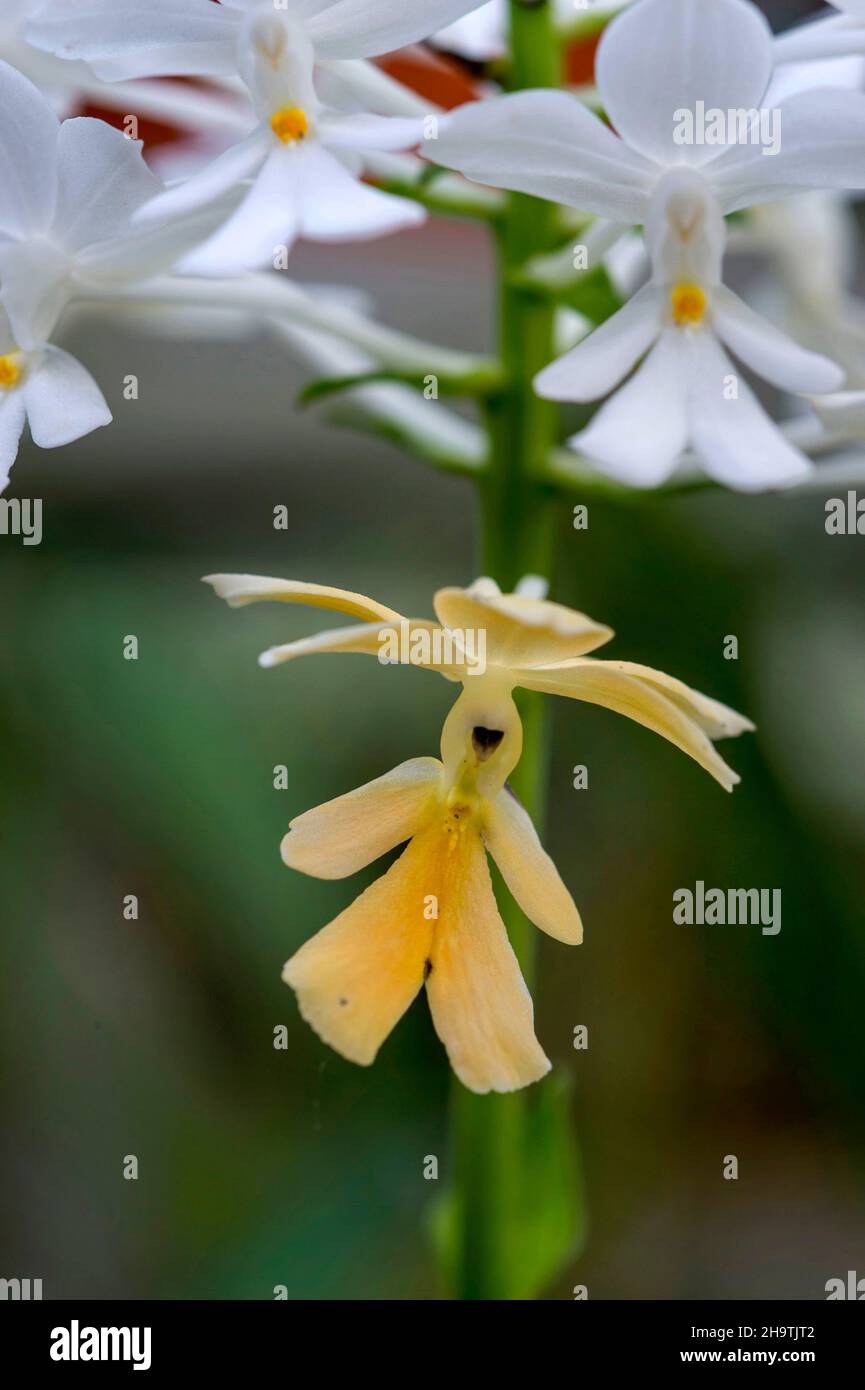 orchid (Calanthe tripicata), withering flower Stock Photo