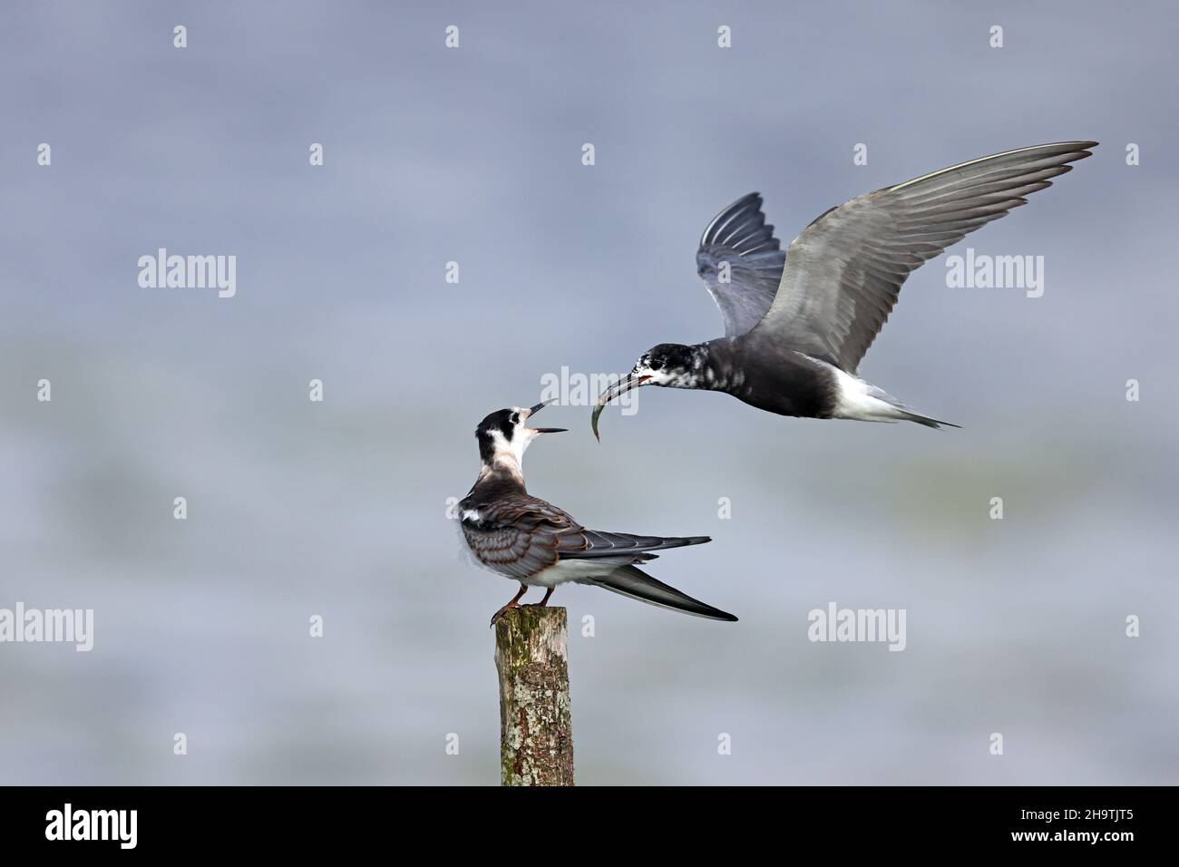 black tern (Chlidonias niger), adult with fish in the bill approached juvenile on a wooden post, Netherlands, Frisia Stock Photo