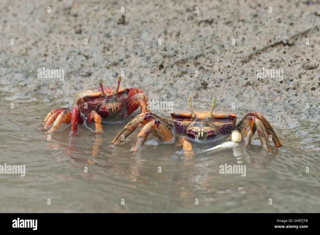 Moroccan fiddler crab, European Fiddler Crab (Uca tangeri), couple walking on the shore, front view, Spain, Andalusia, Sanlucar de Barrameda Stock Photo