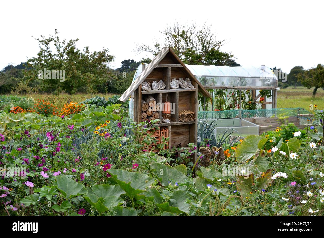 an insect hotel and a small greenhouse stand in a blooming garden , France, Brittany, Erquy Stock Photo