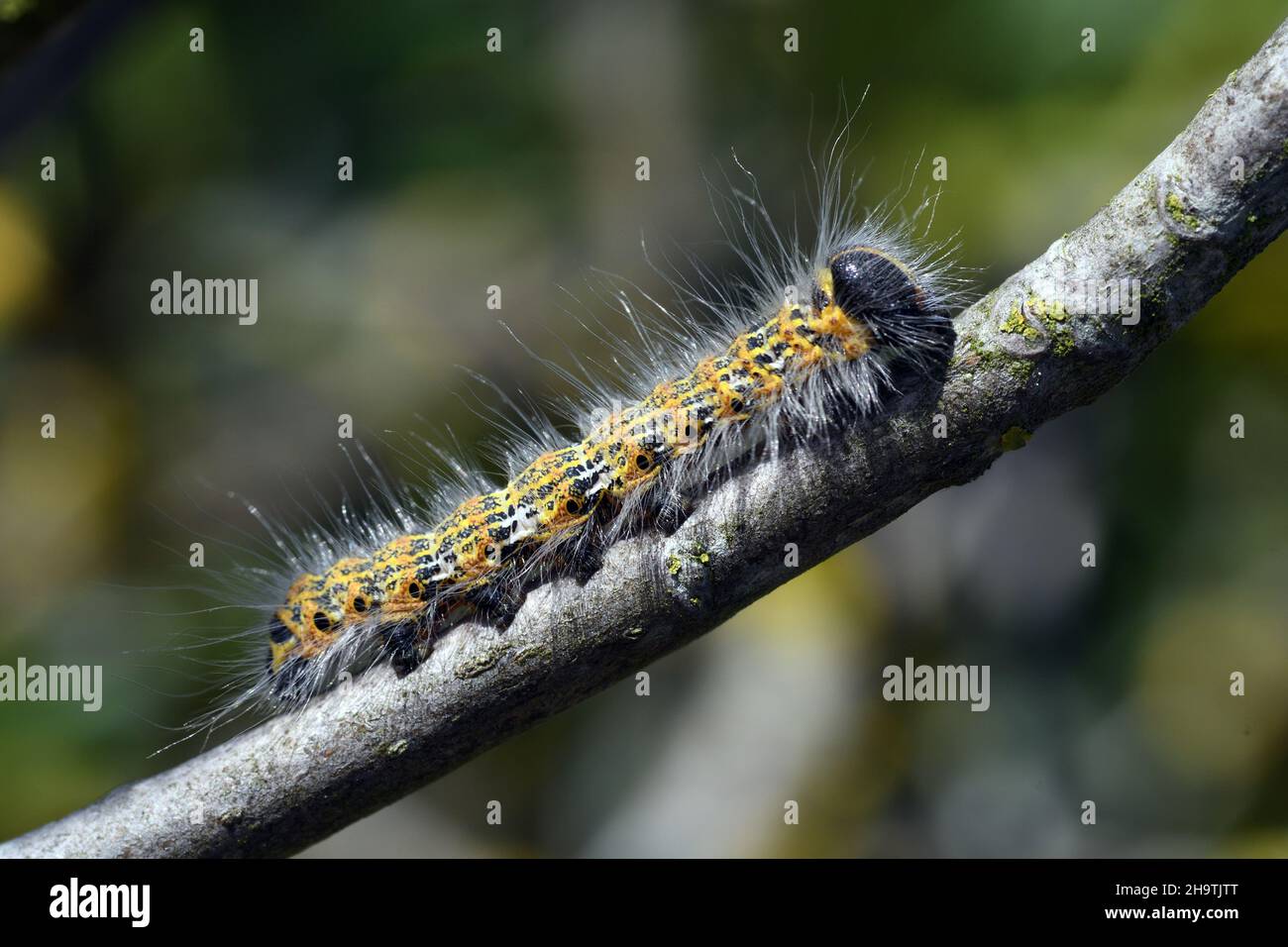 Buff-tip moth, Buff tip caterpillar (Phalera bucephala), caterpillar at a twig, side view, France, Brittany, Departement Cotes-d’Armor, Erquy Stock Photo