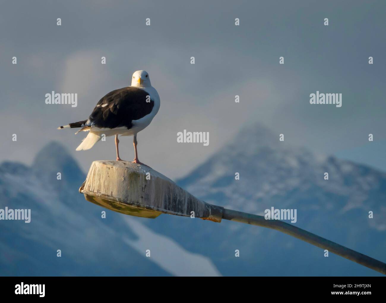 greater black-backed gull (Larus marinus), perching on a street-lamp, mountains in the background, Norway, Troms, Tromsoe Stock Photo