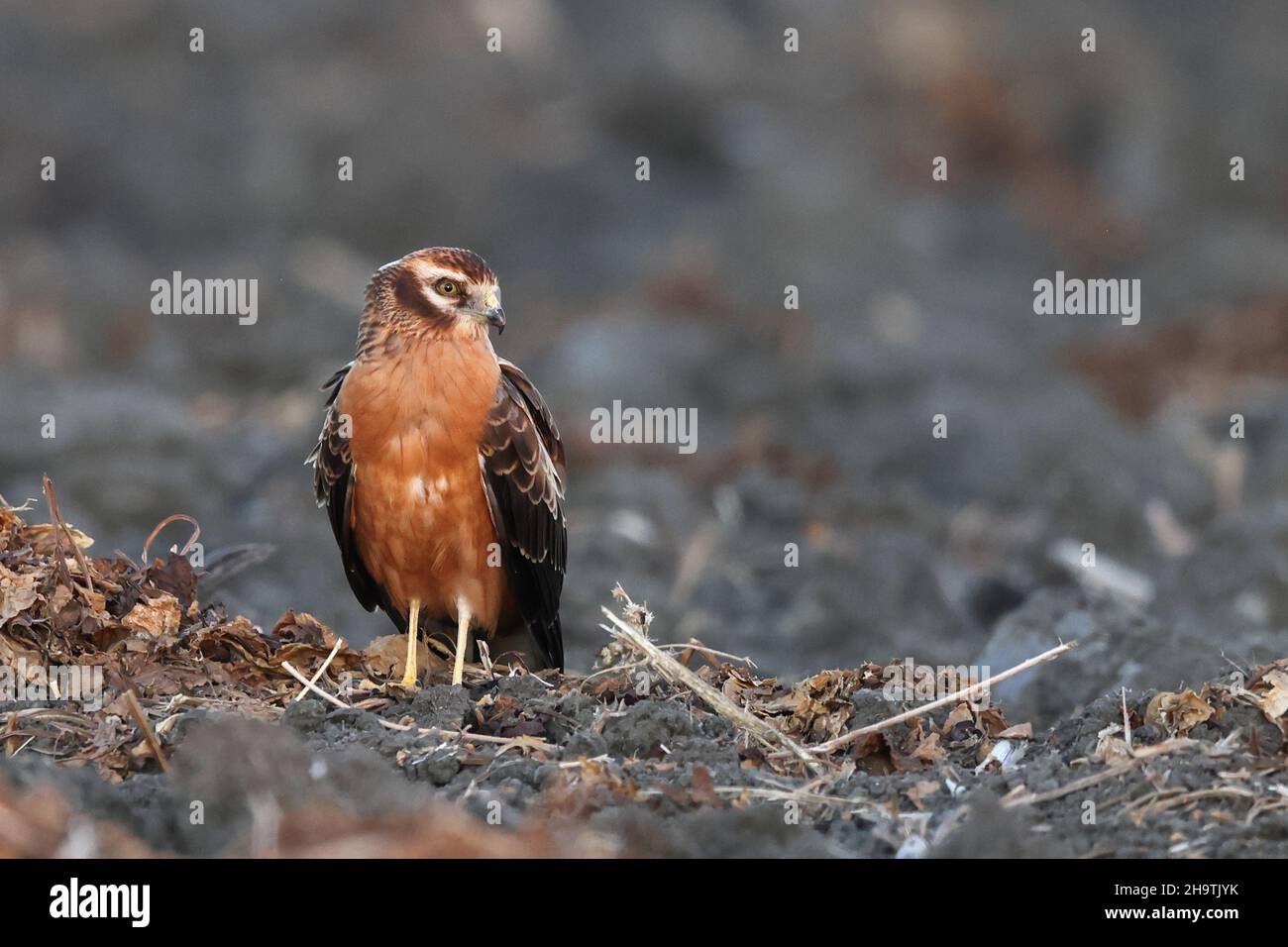 montague's harrier (Circus pygargus), Juvenile on a field in evening light, Spain, Andalusia, Tarifa Stock Photo