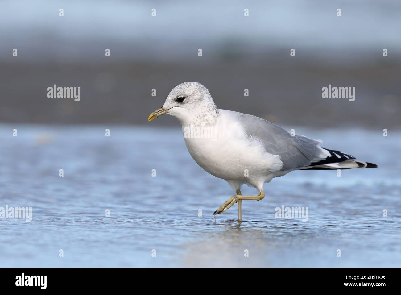 mew gull (Larus canus), foraging in shallow water, side view, Netherlands, Texel Stock Photo