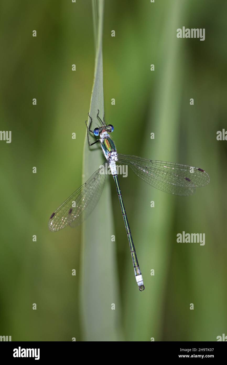 green lestes, emerald damselfly (Lestes sponsa), male sits on a blade of reed, Netherlands, Overijssel, Weerribben-Wieden National Park Stock Photo