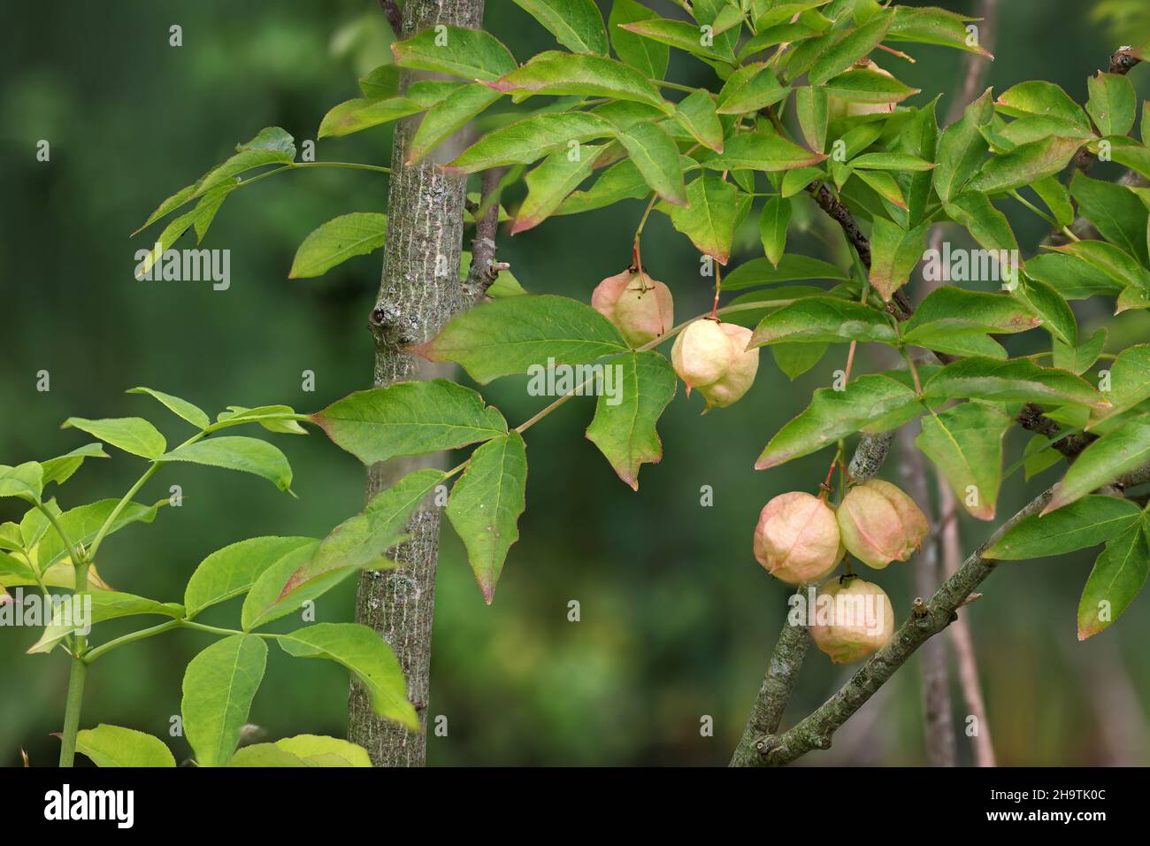Bladdernut, European Bladdernut (Staphylea pinnata), branch with fruits, Netherlands, Frisia Stock Photo