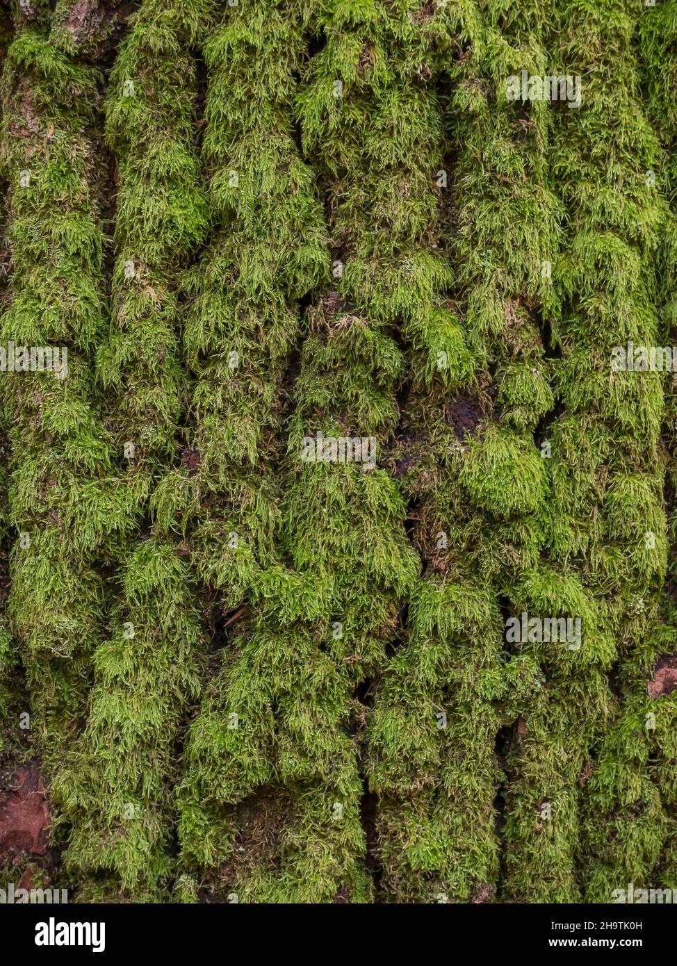 Cypress-leaved plait-moss, Hypnum moss (Hypnum cupressiforme), on bark, Germany Stock Photo