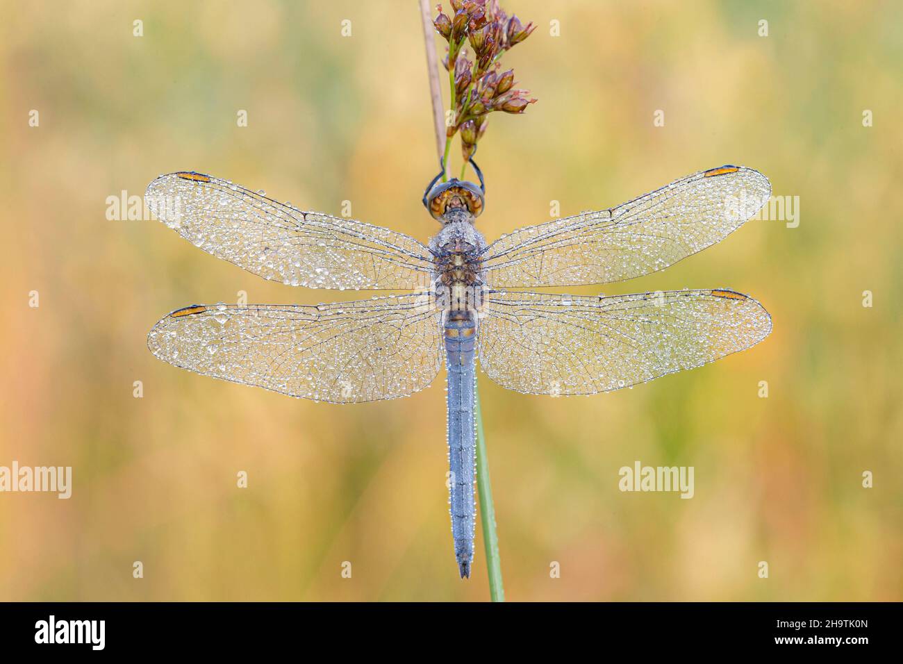 keeled skimmer (Orthetrum coerulescens), Male wetted with morning dew, Germany, Bavaria Stock Photo