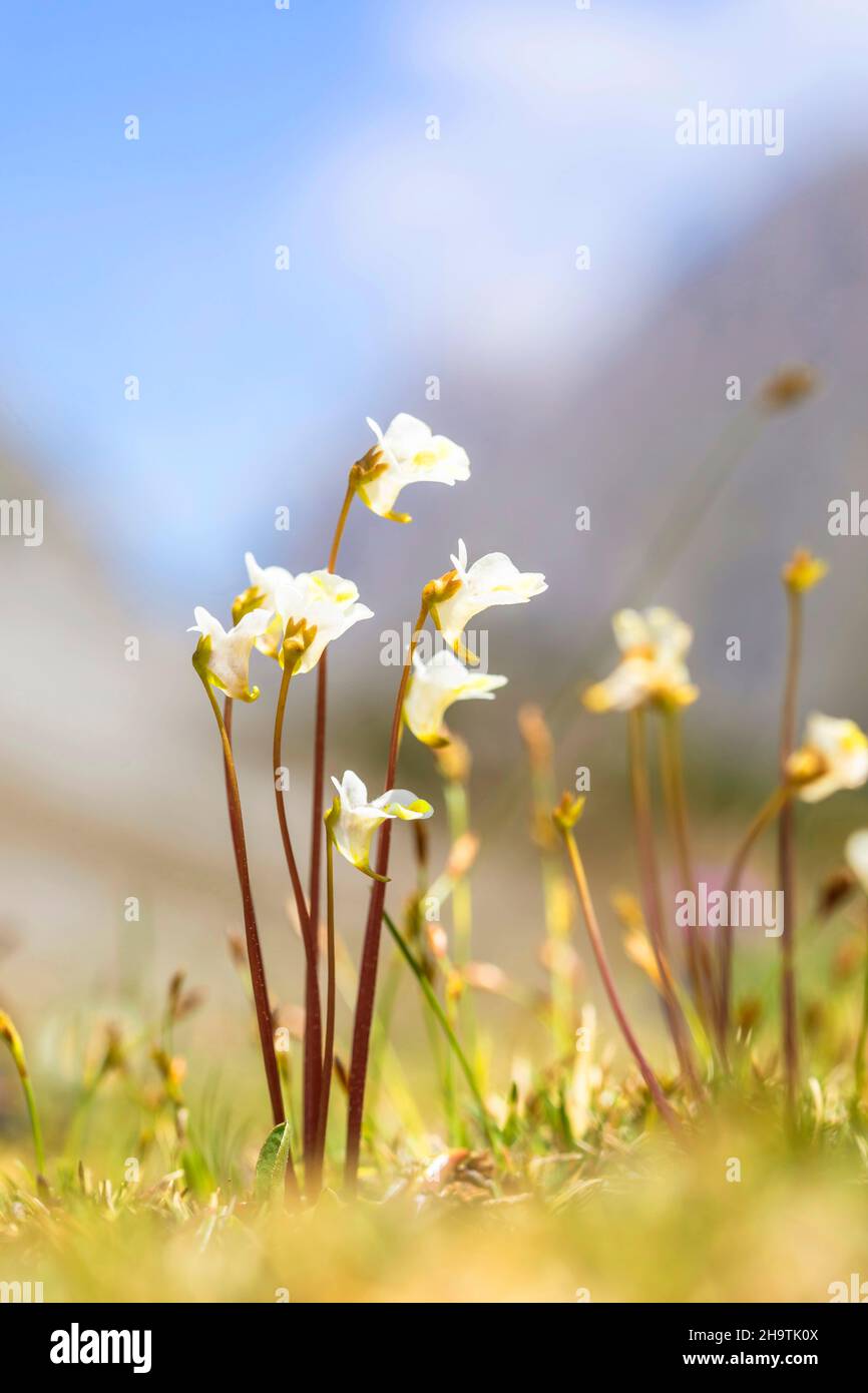 Alpine butterwort (Pinguicula alpina), blooming, Austria Stock Photo