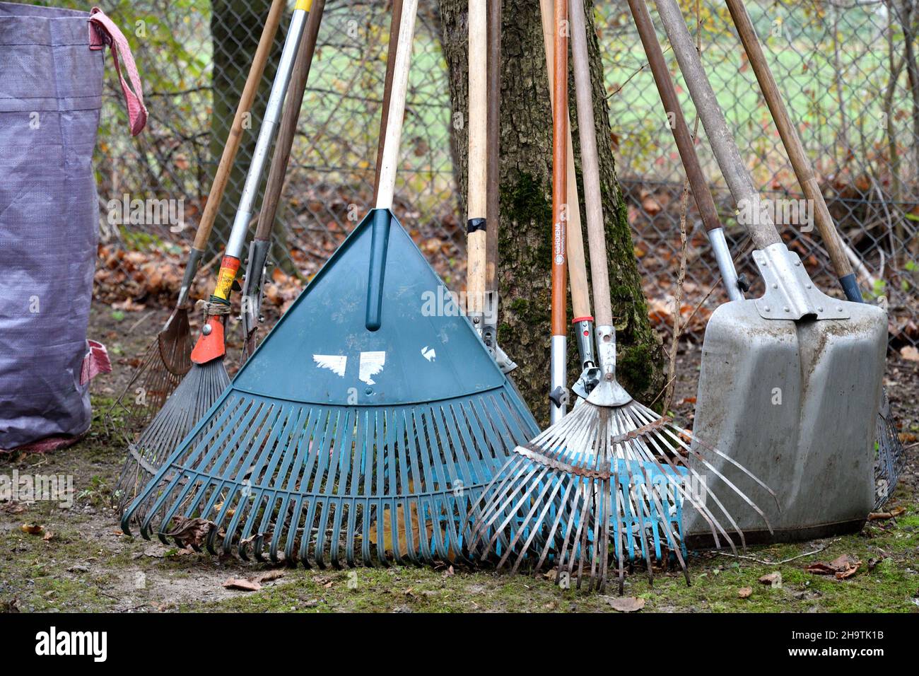 different garden rakes standing together at a tree , Germany, North Rhine-Westphalia, Ruhr Area, Dortmund Stock Photo