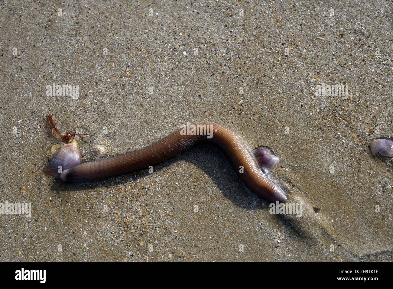 European lug worm, blow lug, lugworm (Arenicola marina), at ebbtide on the beach, view from above, France, Brittany, Département Côtes-d’Armor , Stock Photo