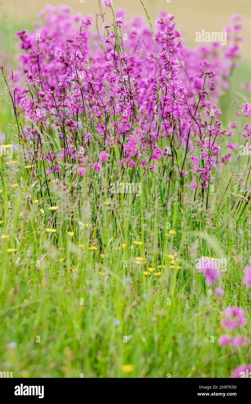 German catchfly, sticky catchfly (Lychnis viscaria, Silene viscaria), blooming in a meadow, Germany, Bavaria Stock Photo