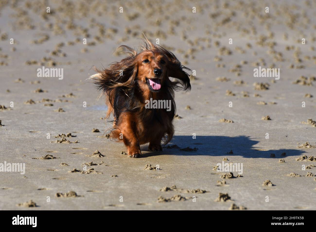 Long-haired Dachshund, Long-haired sausage dog, domestic dog (Canis lupus f. familiaris), running at ebb-tide on sandy beach, vacation with the dog, Stock Photo