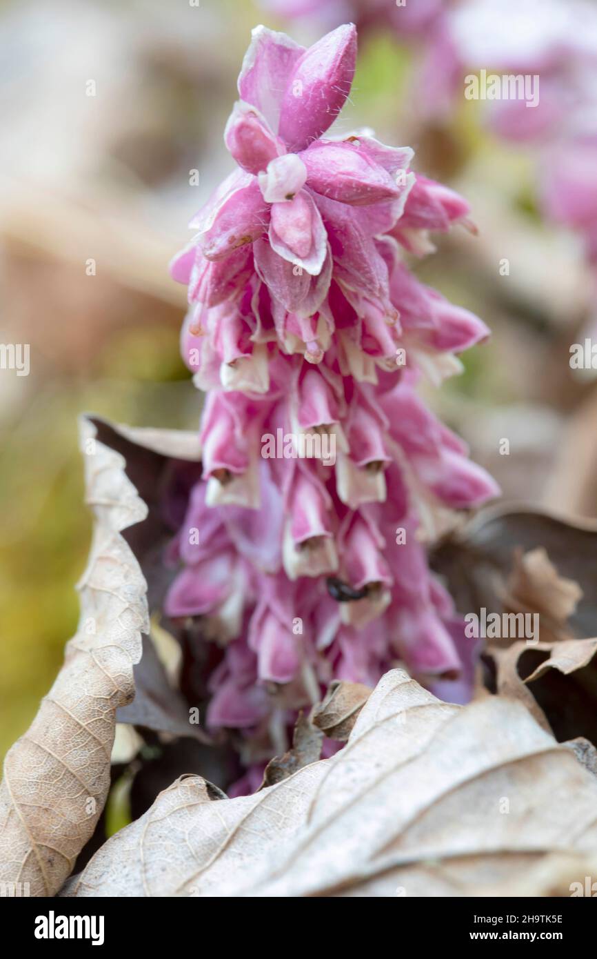 toothwort (Lathraea squamaria), blooming, Germany, Bavaria Stock Photo