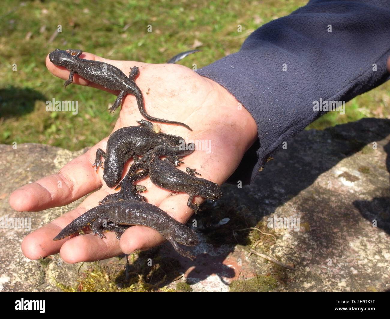 alpine newt (Triturus alpestris, Ichthyosaura alpestris, Mesotriton alpestris), several on a hand, Germany Stock Photo