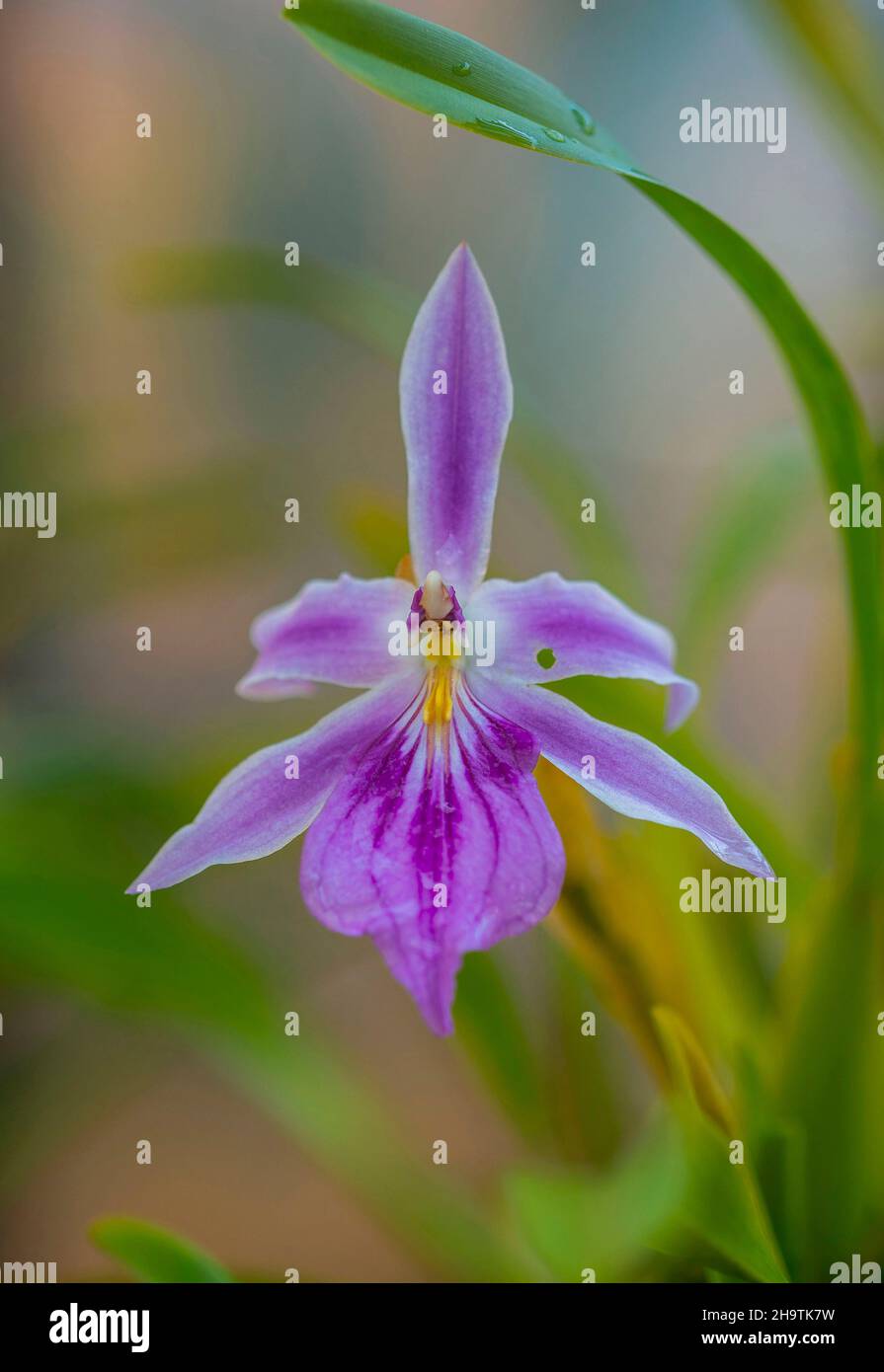 orchid (Miltonia spectablis), flower Stock Photo
