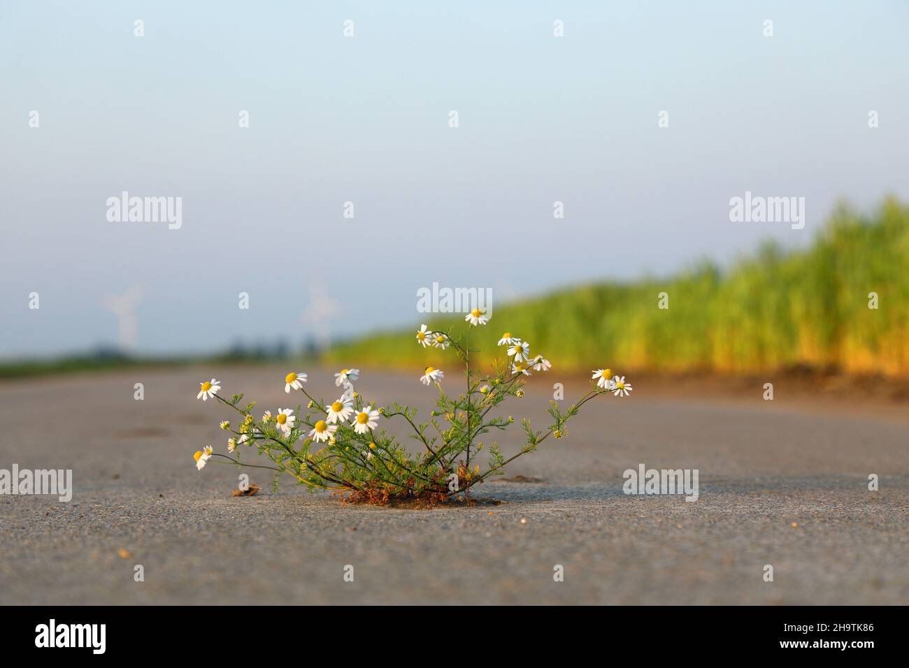 corn chamomile (Anthemis arvensis), blooming on a path, Netherlands, Groningen Stock Photo