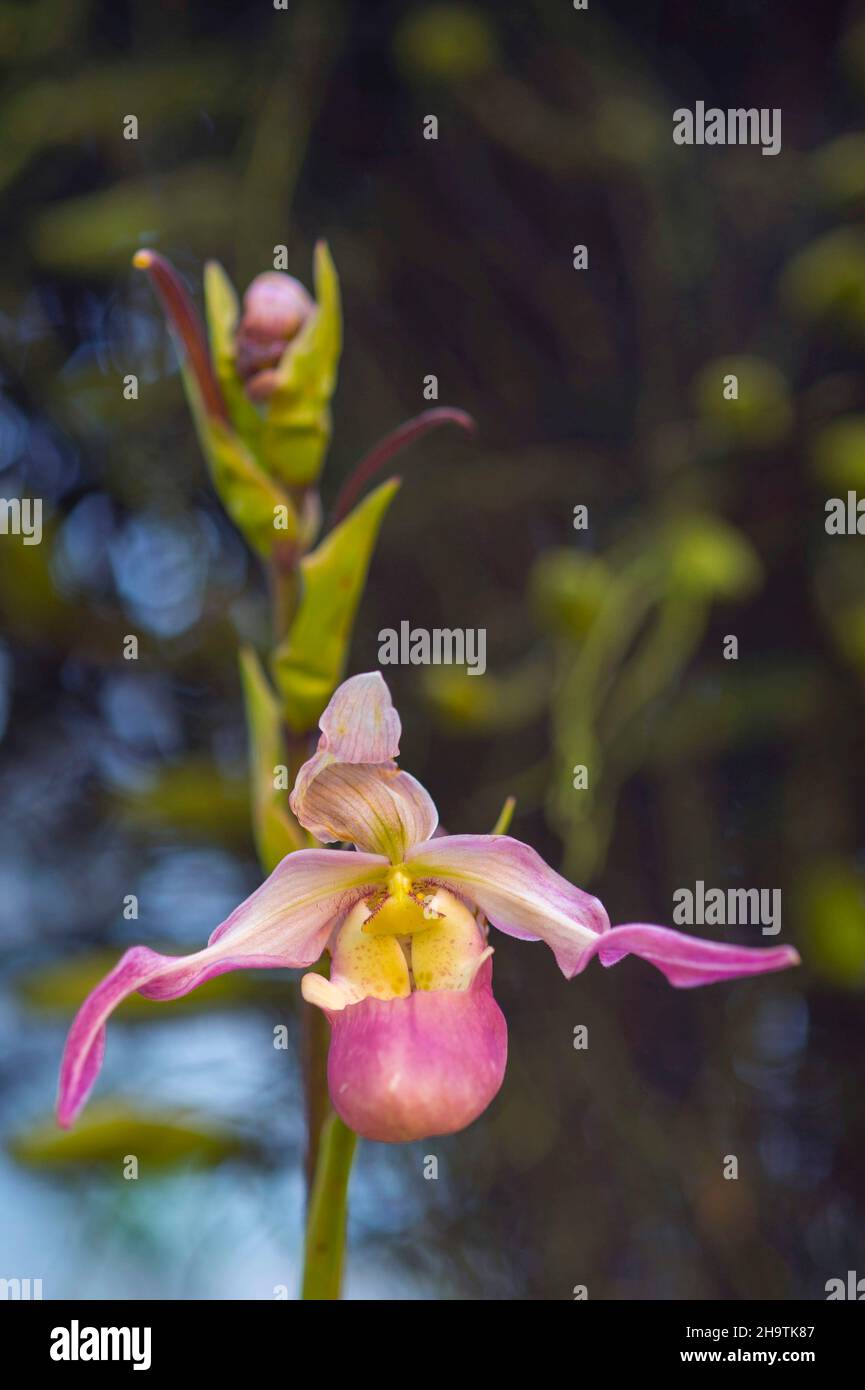 orchid (Phragmipedium calurum), flower Stock Photo