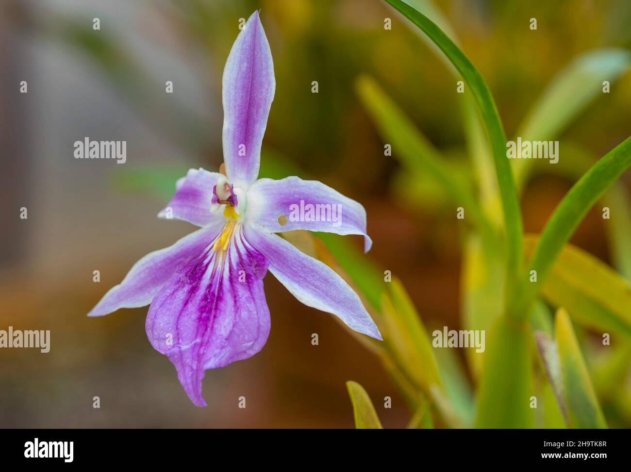 orchid (Miltonia spectablis), flower, Germany, Hamburg Stock Photo