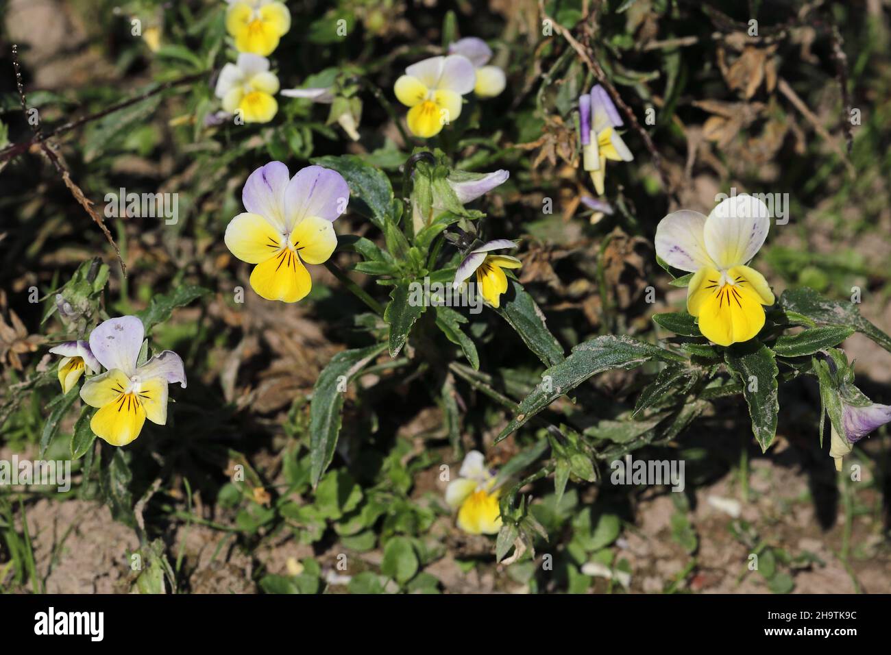 Heartsease, Heart's ease, Heart's delight, Tickle-my-fancy, Wild pansy, Jack-jump-up-and-kiss-me, Come-and-cuddle-me, Three faces in a hood, Stock Photo