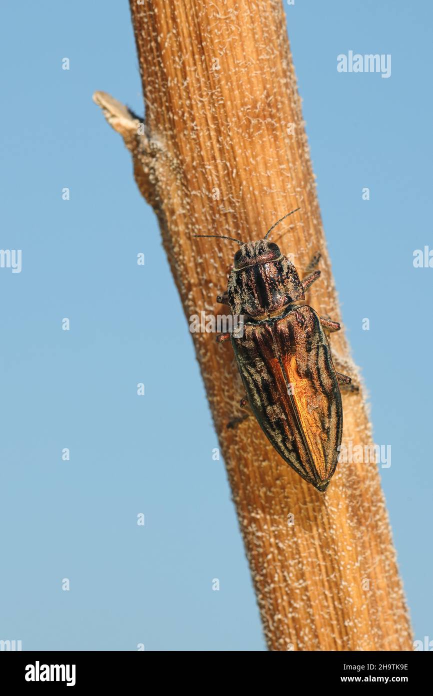 European sculptured pine borer (Chalcophora mariana), sitting at a stem, Spain, Andalusia Stock Photo