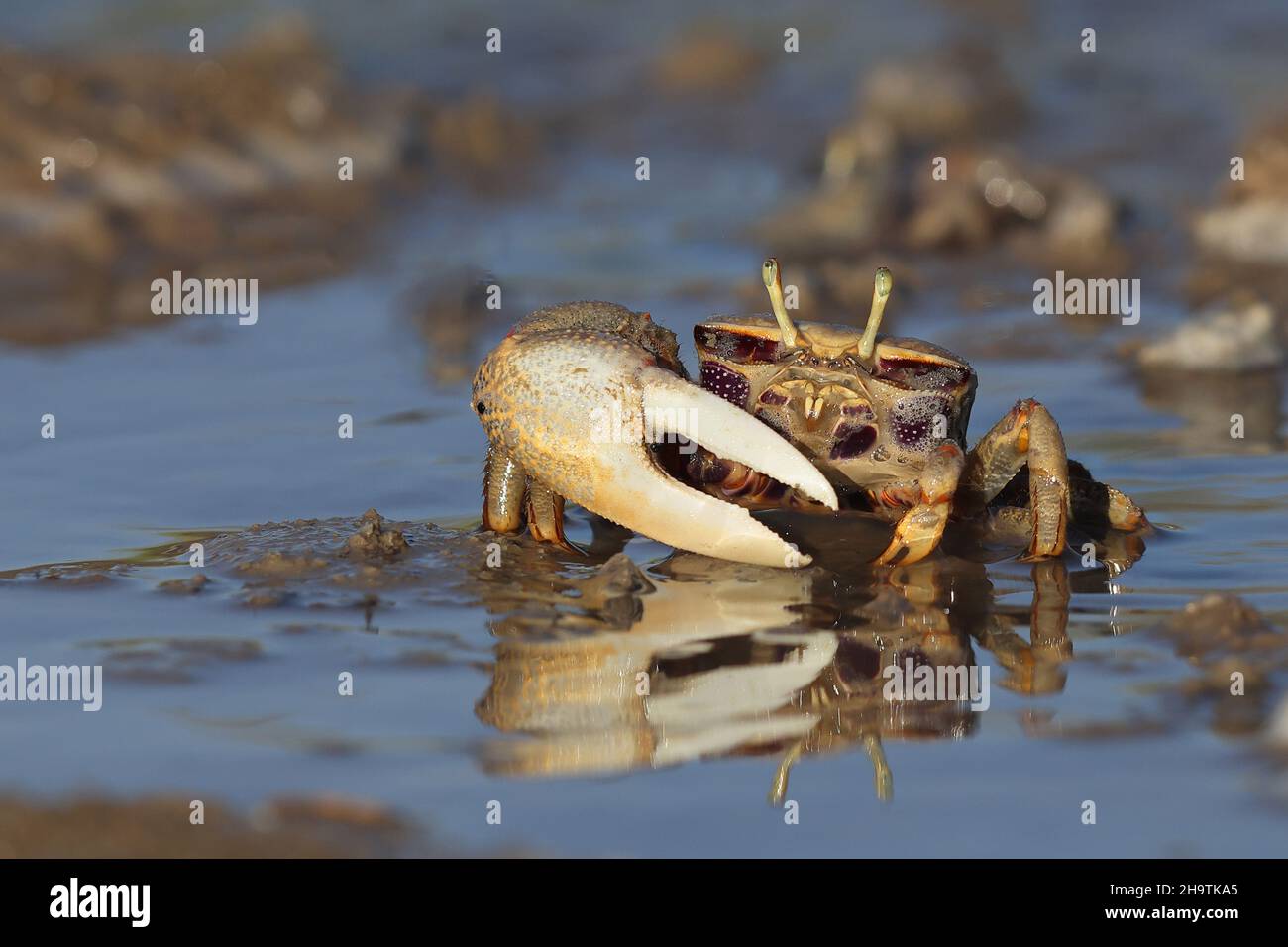Moroccan fiddler crab, European Fiddler Crab (Uca tangeri), male walking in shallow water, front view, Spain, Andalusia, Sanlucar de Barrameda Stock Photo