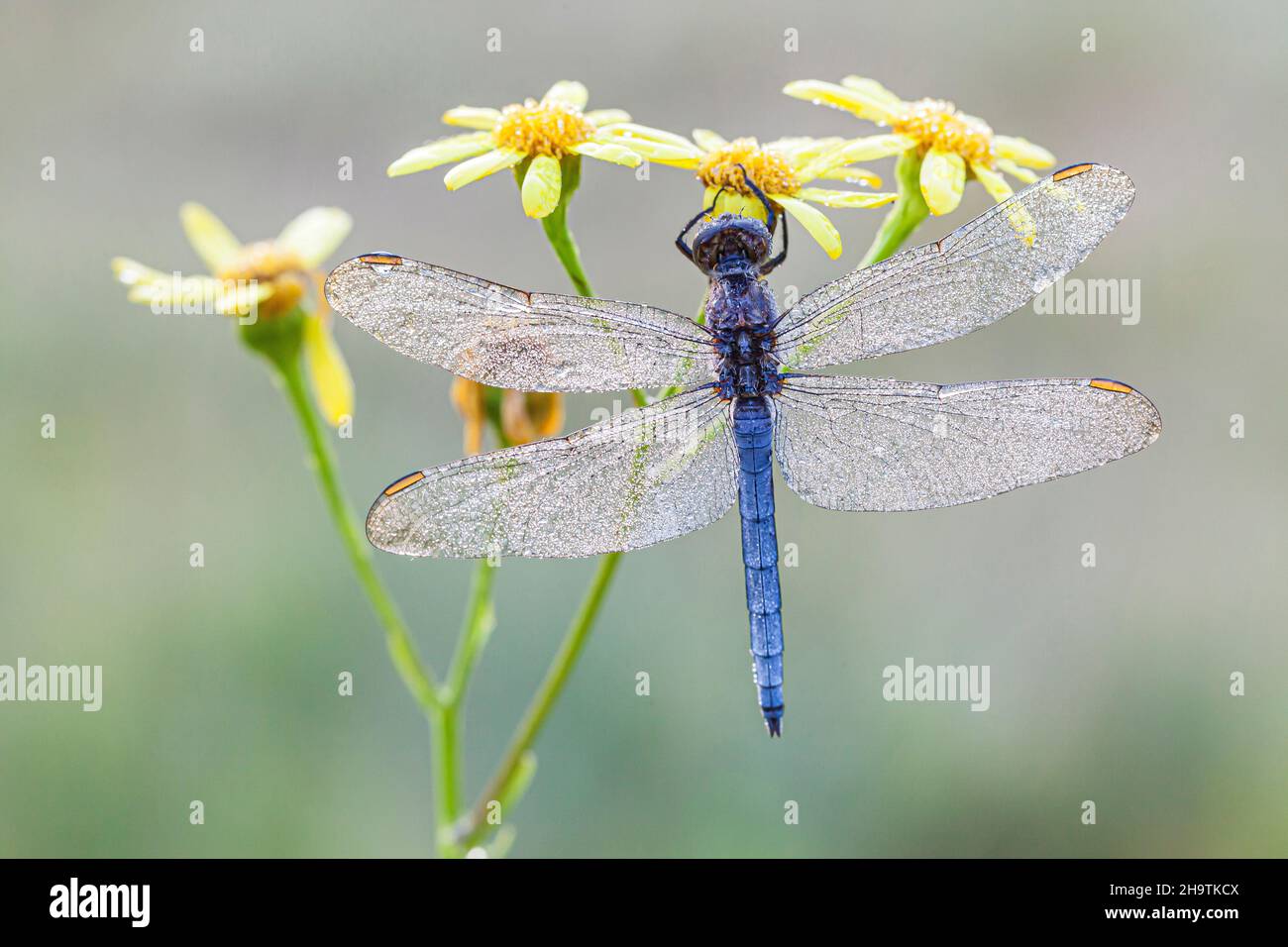 keeled skimmer (Orthetrum coerulescens), Male wetted with morning dew on an inflorescence, Germany, Bavaria Stock Photo