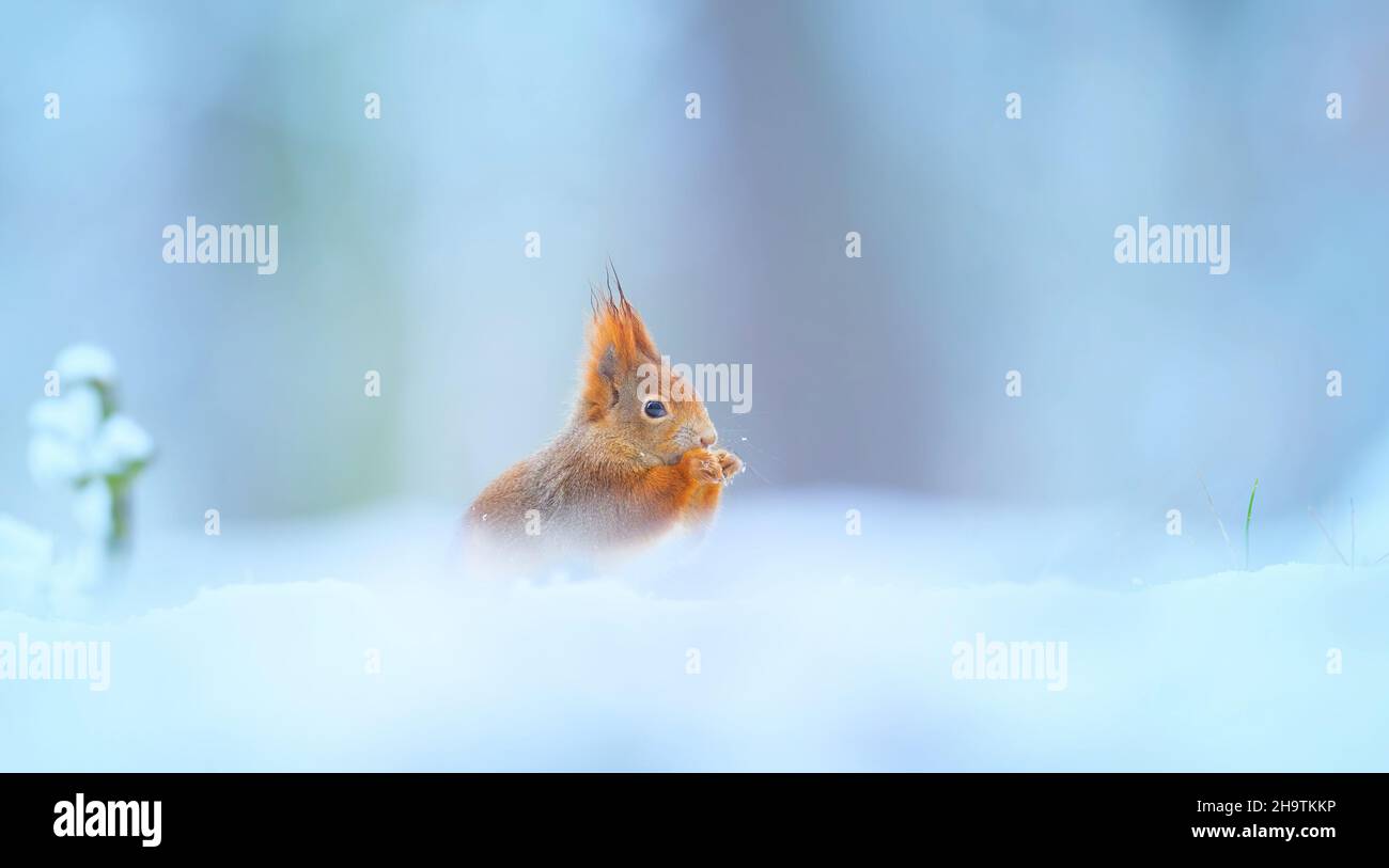 A squirrel sits in a snowy landscape looking for food, the best photo. Stock Photo