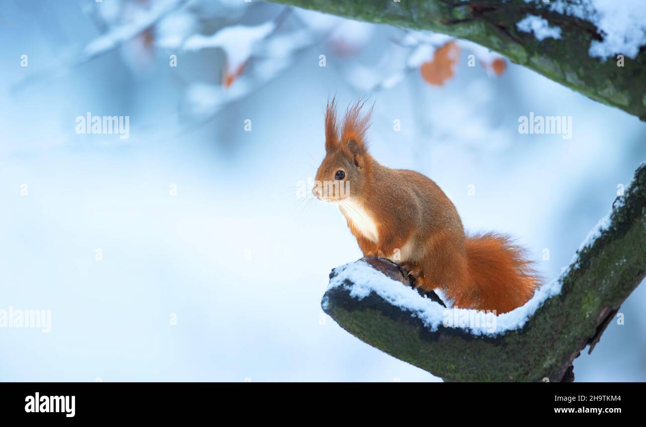 Squirrel sitting in a tree in winter and looking for food, the best photo. Stock Photo