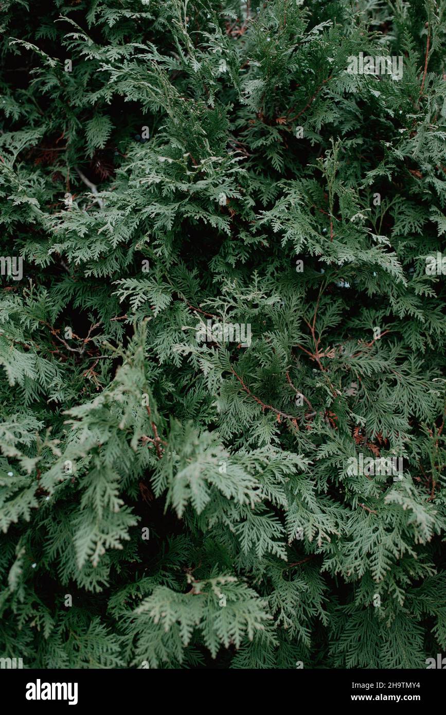 Full image of evergreen in the winter, pretty outdoor shrubbery, festive green wallpaper for moody nature aesthetic. Stock Photo