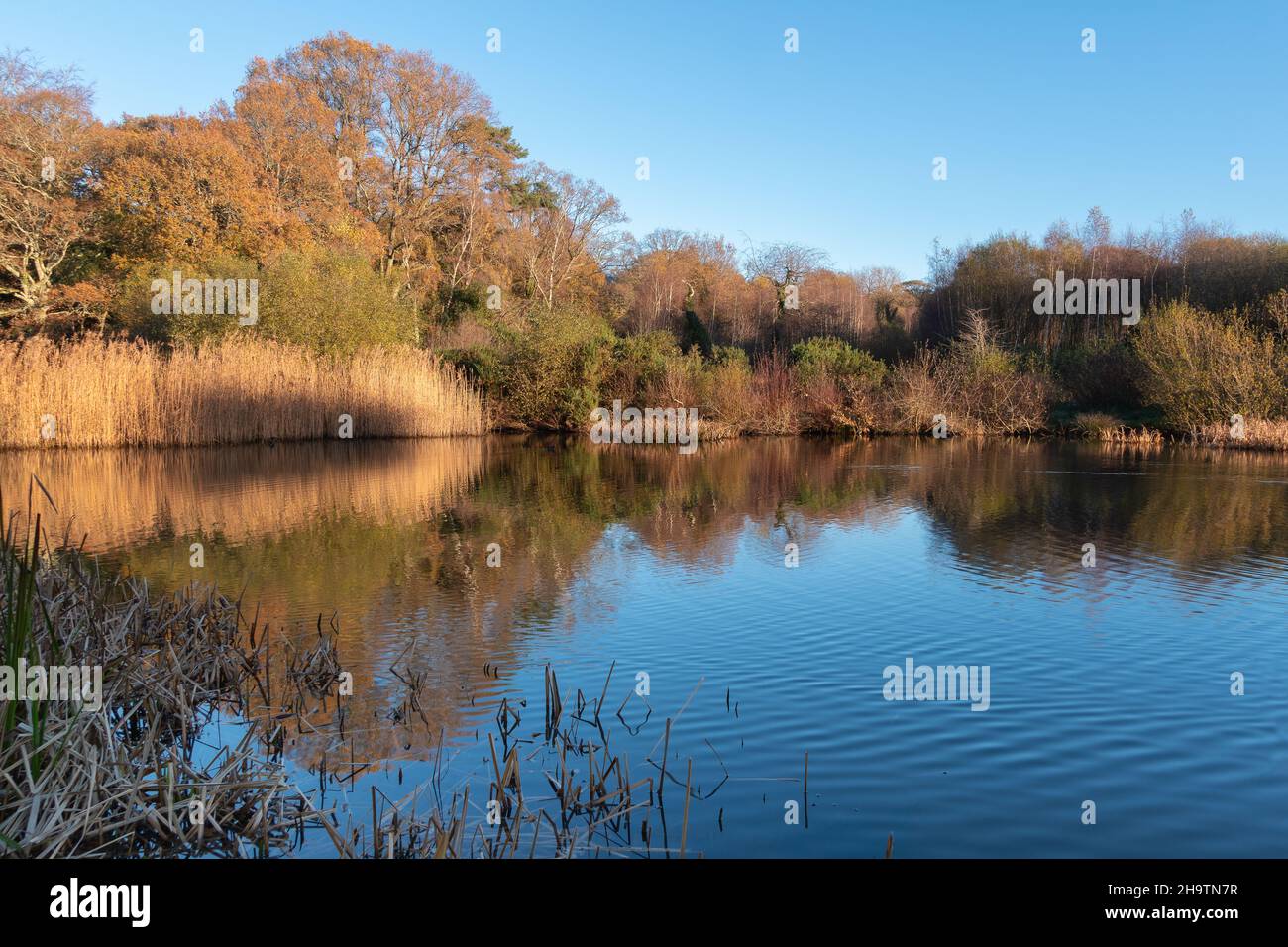 The ornamental Lake on Southampton Common Stock Photo Alamy