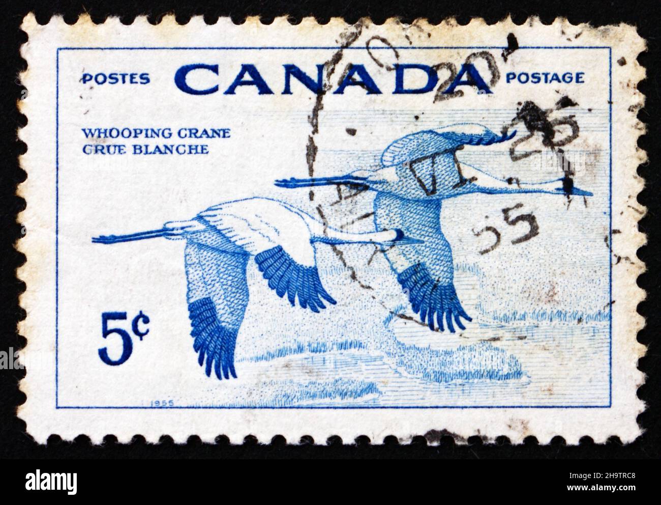 CANADA - CIRCA 1955: a stamp printed in the Canada shows Whooping Cranes, National Wildlife Week, circa 1955 Stock Photo