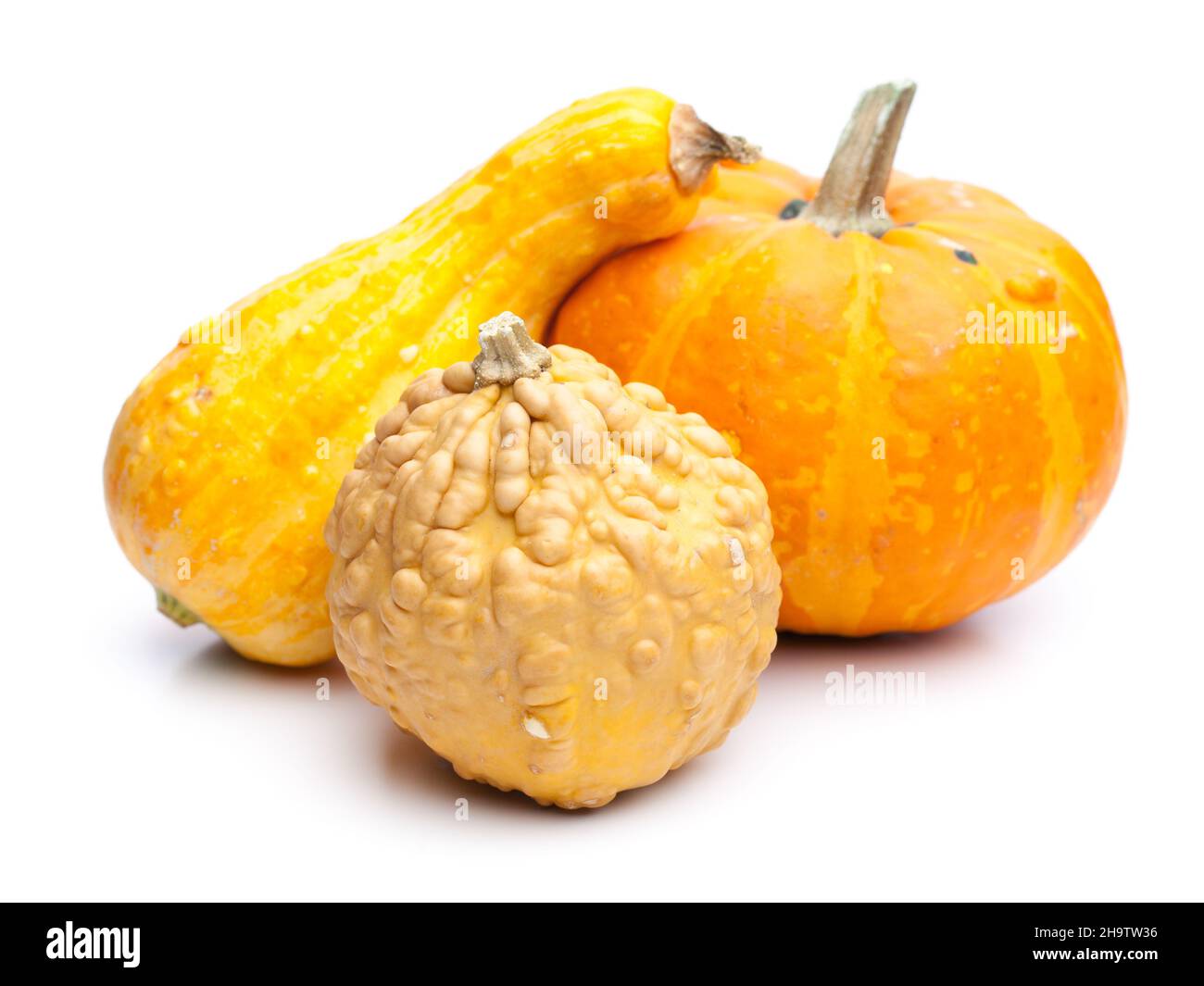 pumpkin, three, orange, Styria, several, seed oil, white, background, Leibnitz, sides, fresh, difference, different, types, varieties, pumpkins, yello Stock Photo