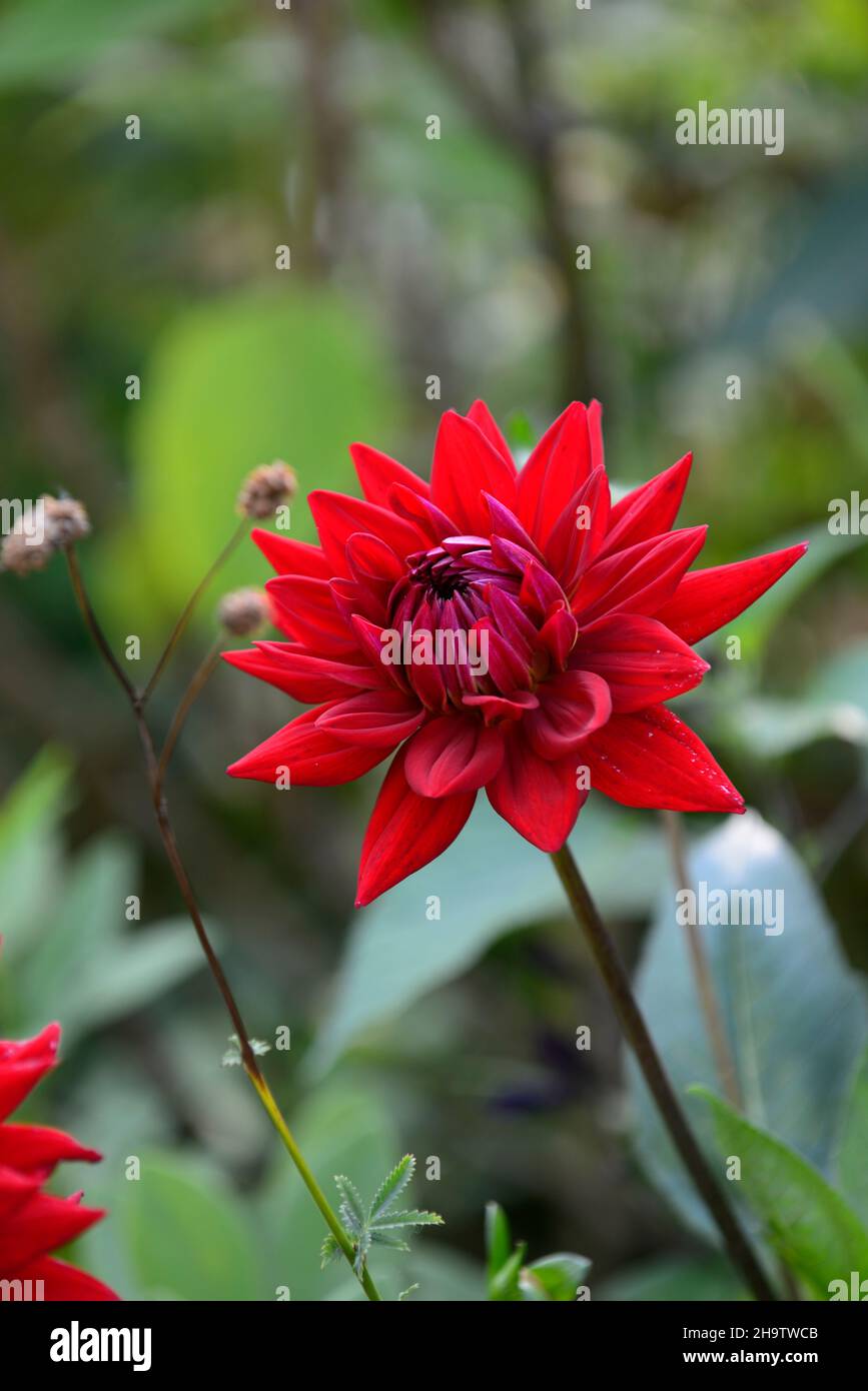 Dahlia Whitman’s superb,dahlias,red cactus dahlia,planting,scheme