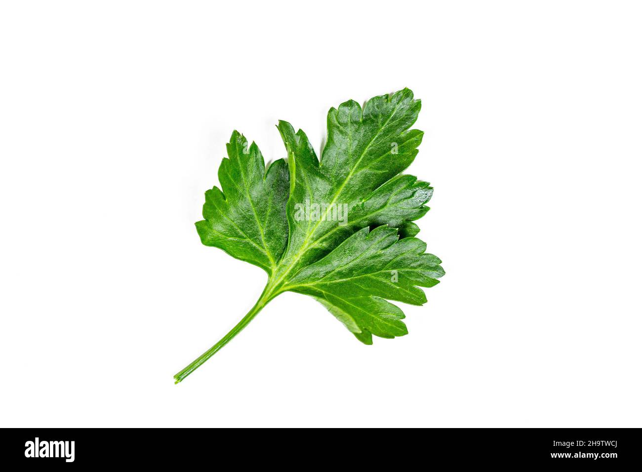 Top view of fresh green aromatic parsley leaf isolated on white ...