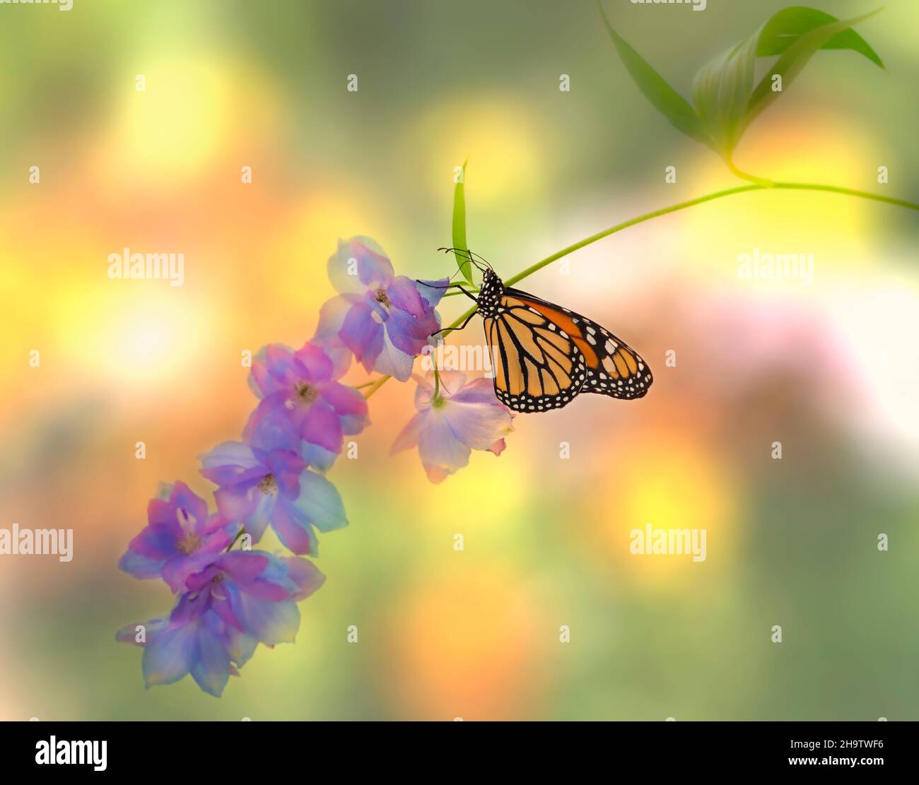Macro of a monarch butterfly / danaus plexippus feeding on a delphinium ...