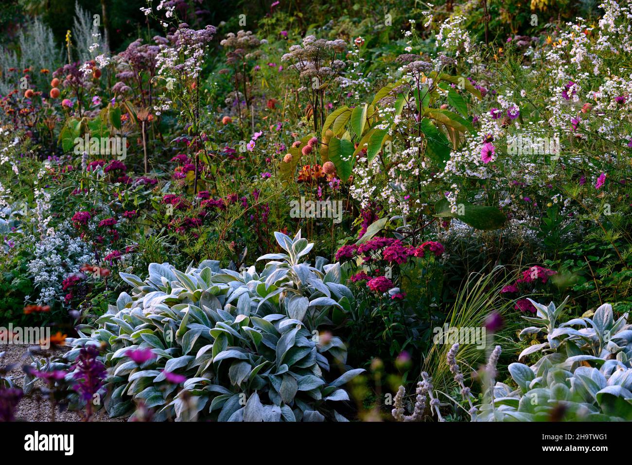 dianthus barbatus oeschberg,sweet william,purple red flowers,Stachys byzantina,lambs-ear,border,bed,planting scheme,dahlia cornel brons,mix,mixed,comb Stock Photo