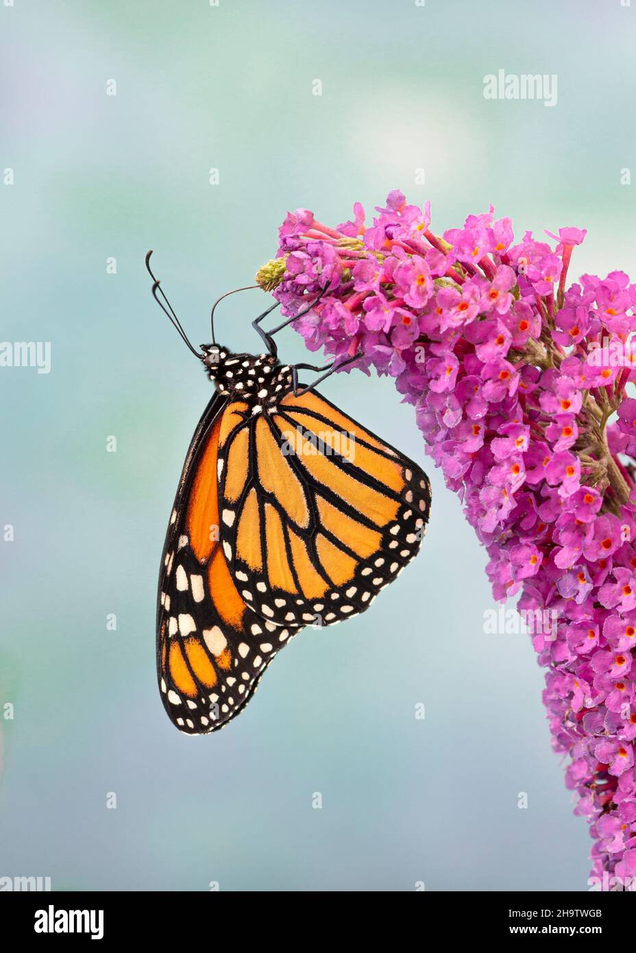 Macro of a monarch butterfly / danaus plexippus, side view resting on a ...