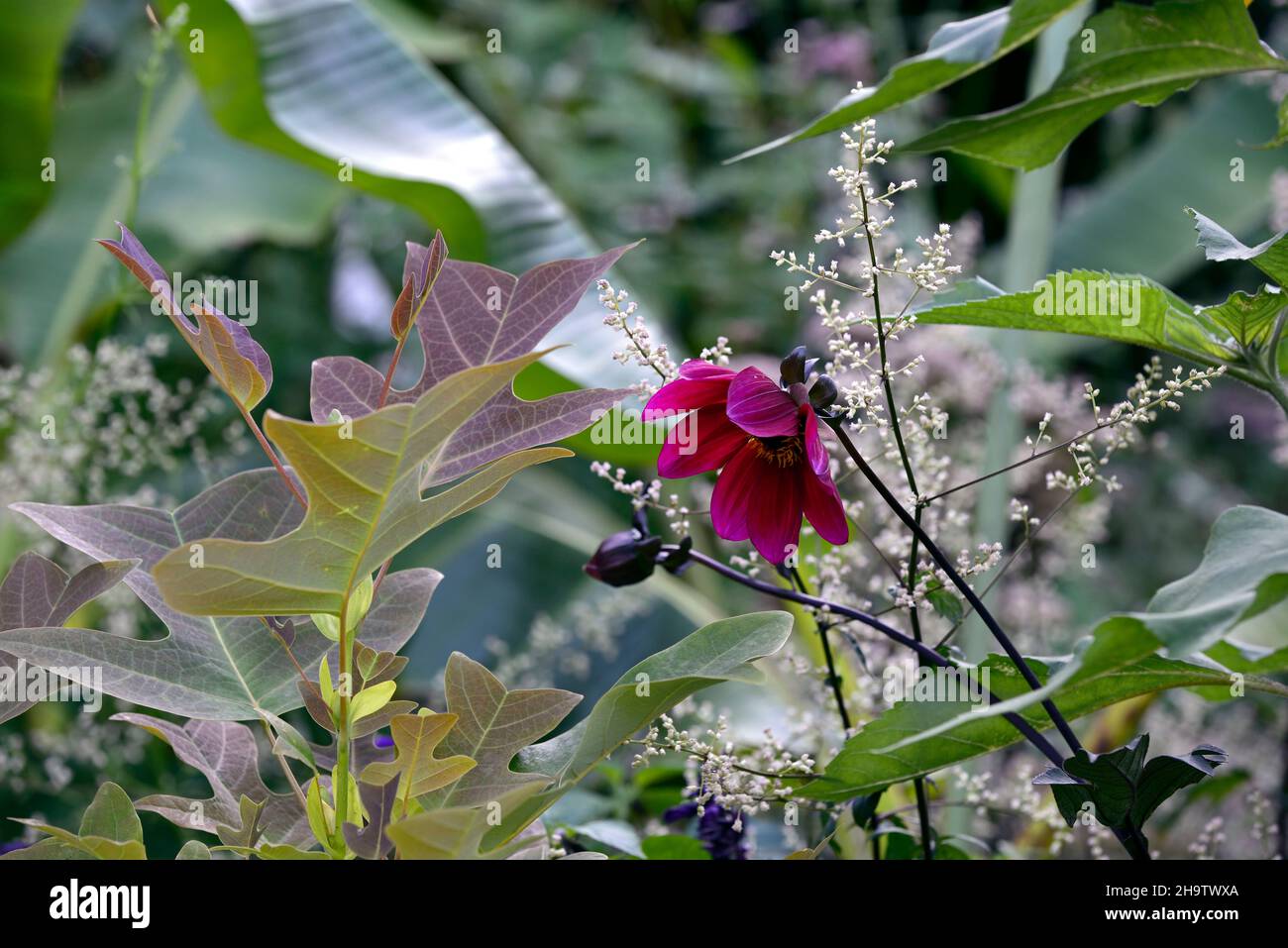 Liriodendron chinense,Chinese tulip tree,Artemisia lactiflora Guizhou,white mugwort,deep purple dahlia,leaves,foliage,attractive leaves,attractive fol Stock Photo