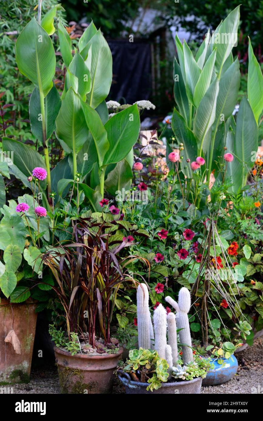 mixed container,mixed planting,mixed pots,pot display,container display,unusuall plant combinations,canna taney,dahlia cornel brons,dahlia geerling's Stock Photo