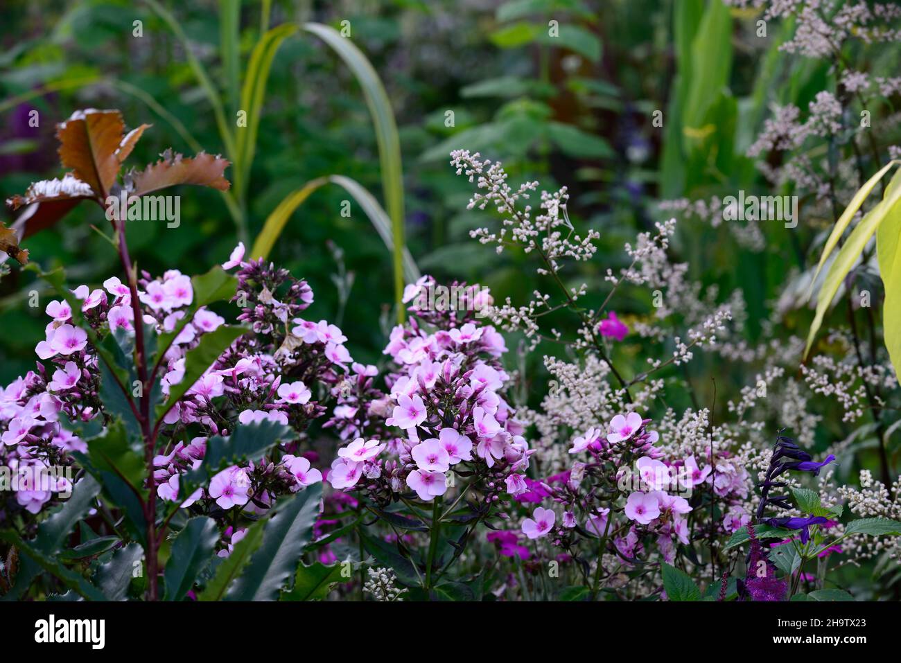 phlox paniculata bright eyes,pink and purple flower,flowers,flowering,RM Floral Stock Photo
