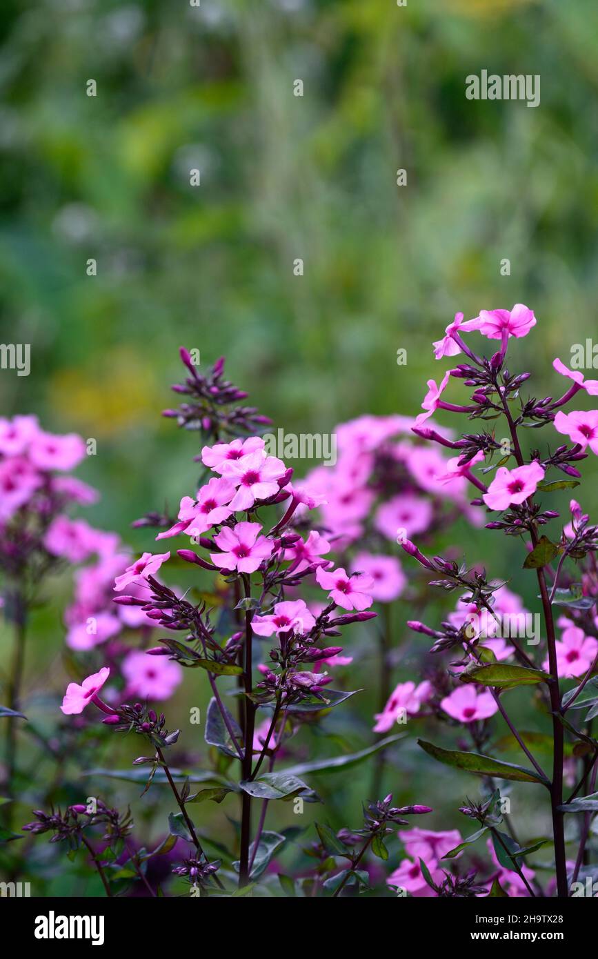 phlox paniculata,pink and purple flower,flowers,flowering,RM Floral Stock Photo
