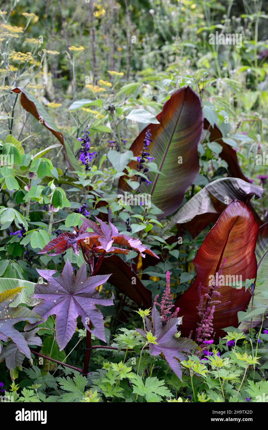 ricinus communis,Ensete ventricosum Maurelii,Ethiopian banana,Abyssinian banana,red banana,flower,flowering,,mixed planting scheme,unusual planting sc Stock Photo